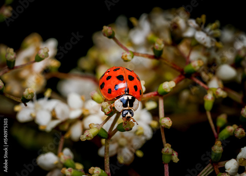 A ladybug is sitting on a flower. The flower is white and the ladybug is red