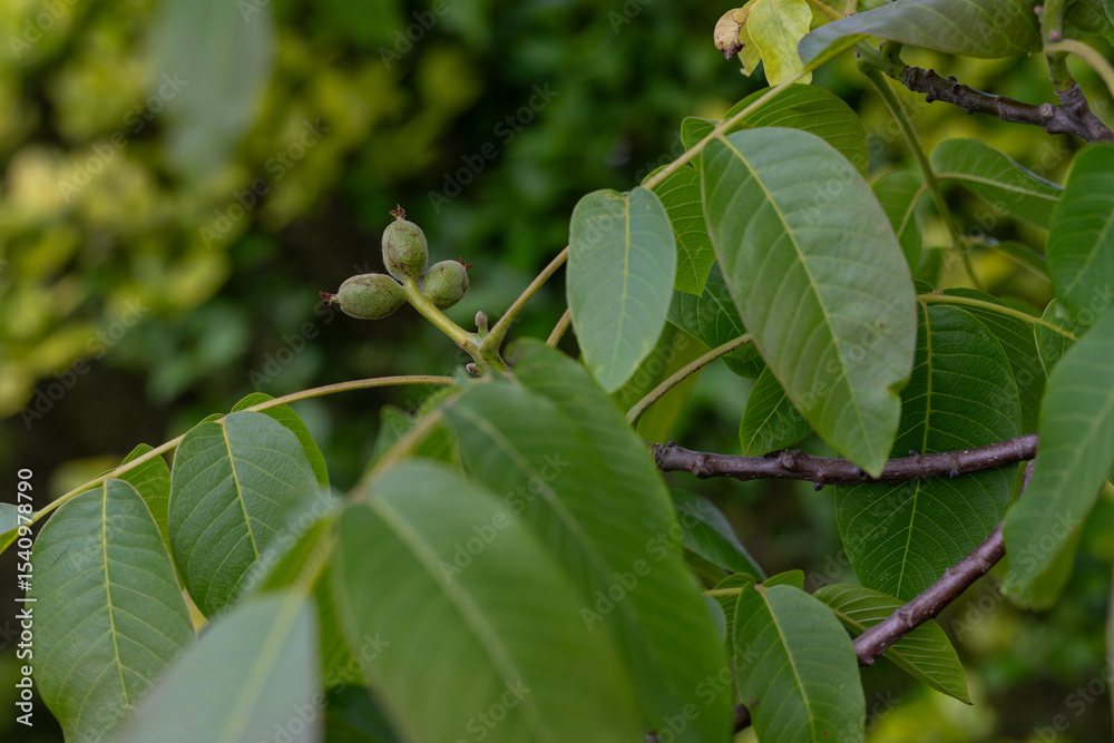 Fototapeta premium Green unripe walnuts on a branch with green leaves.