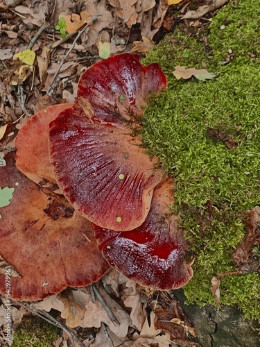 Fistulina hepatica. Autumn forest. Collect mushrooms in the forest. Red mushrooms on the stumps covered with moss. Green moss on trees. Forest mushrooms. Rest in the forest. Warm autumn. Wild mushroom