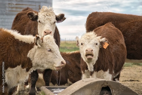 Polled Hereford cow drinks water from a trough with another nearby
