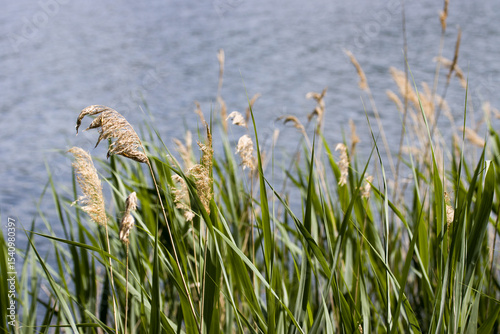 Schilfrohr (Phragmites australis) photo
