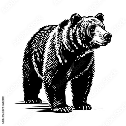 A bear sketch portrait engraving black and white outline. Scratch board imitation.