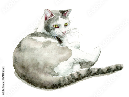 アナログ水彩で描いた白とグレーの猫
