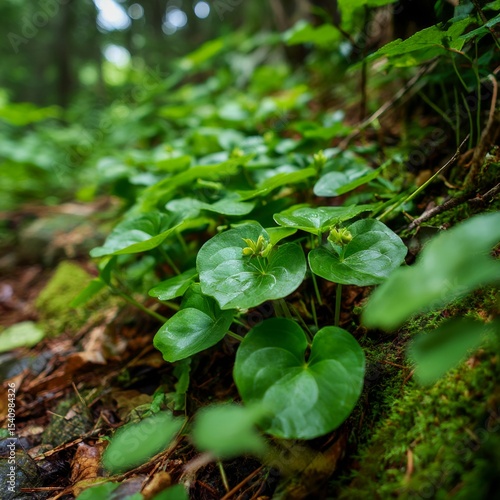 Wallpaper Mural a patch of green wild ginger with glossy leaves and hidden flowers in a moist forest floor Torontodigital.ca
