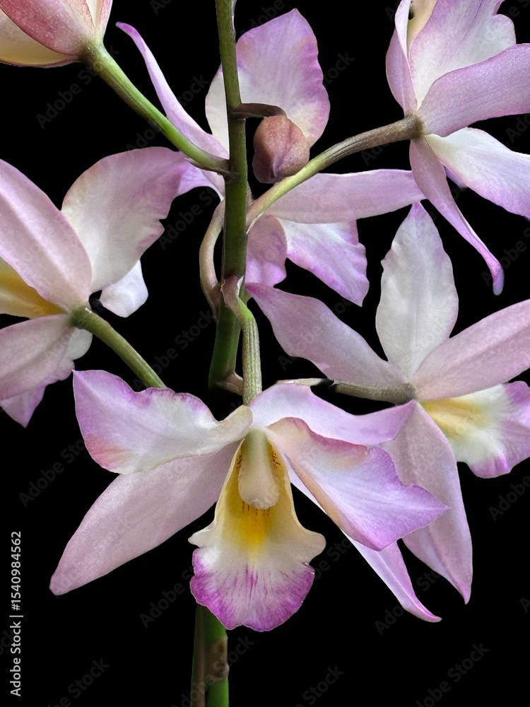 Obraz premium Orchid in Bloom, Garden Exotic Flowers