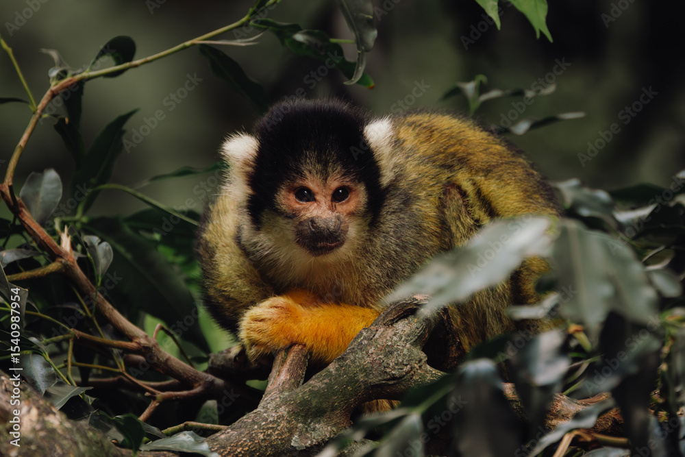 Obraz premium Squirrel Monkey at Taronga zoo Sydney