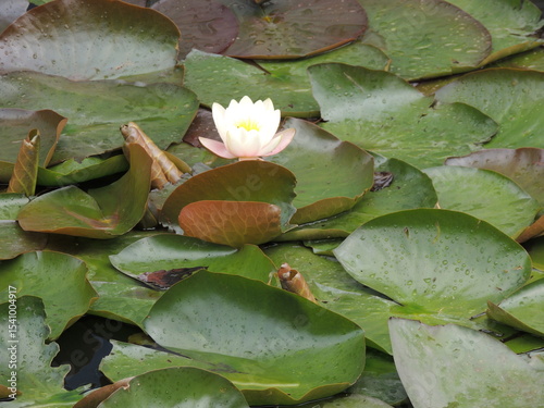 waterlily