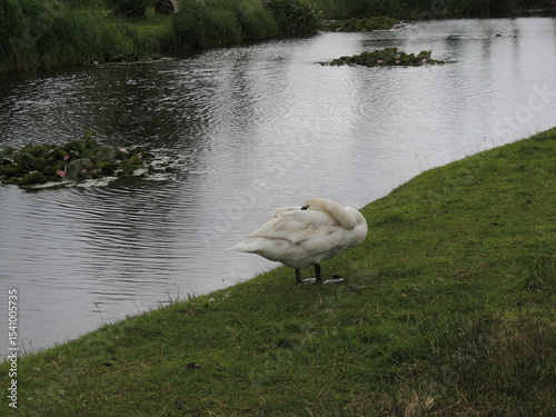 Fototapeta Naklejka Na Ścianę i Meble -  Swan