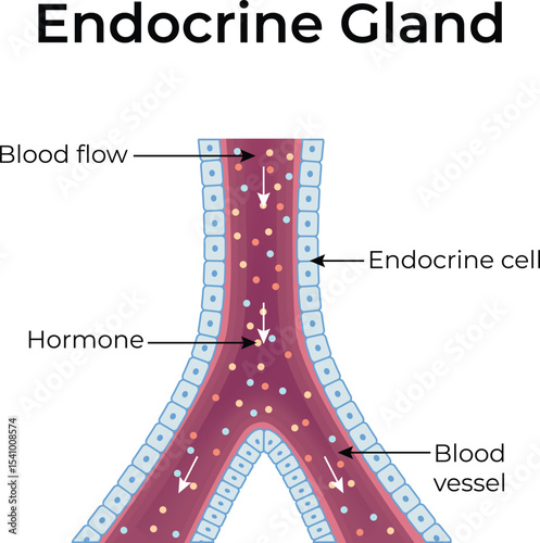 Endocrine Gland Hormone Secretion and Blood Flow Design Vector Illustration