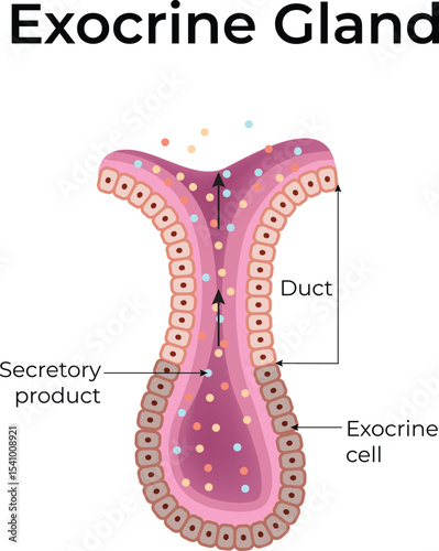 Exocrine Gland Diagram Design Vector Illustration