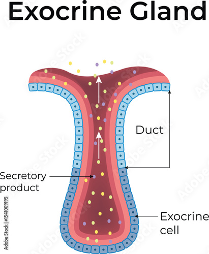 Exocrine Gland Anatomy and Function Design Vector Illustration