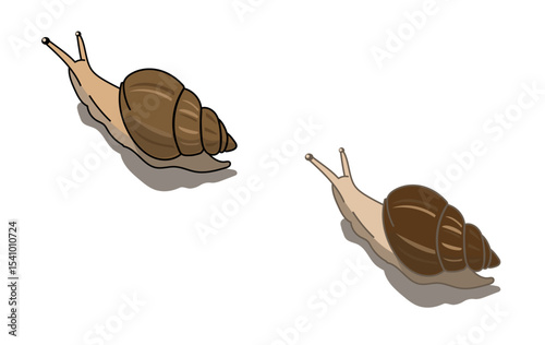 Achatina fulica　(set)