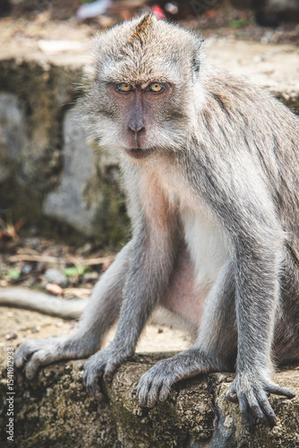 Long-tailed Macaque Sitting on Temple Steps in Bali, Indonesia - Series