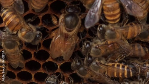Indian honey bee, known scientifically as Apis cerana indica, plays a vital role in pollination and honey production, as thousands of bees work within the beehive under the guidance of their queen bee