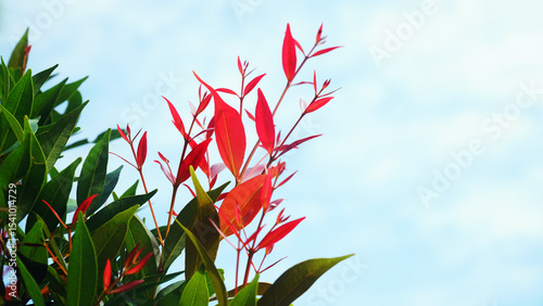 Beautiful red and green leaves of syzygium plant, Lilly Pilly plant. Blue sky background