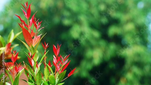 Beautiful red and green leaves of syzygium plant, Lilly Pilly plant