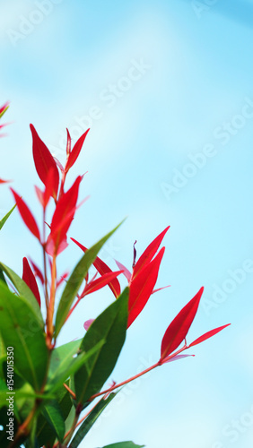 Beautiful red and green leaves of syzygium plant, Lilly Pilly plant. Blue sky background