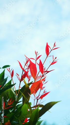 Beautiful red and green leaves of syzygium plant, Lilly Pilly plant. Blue sky background