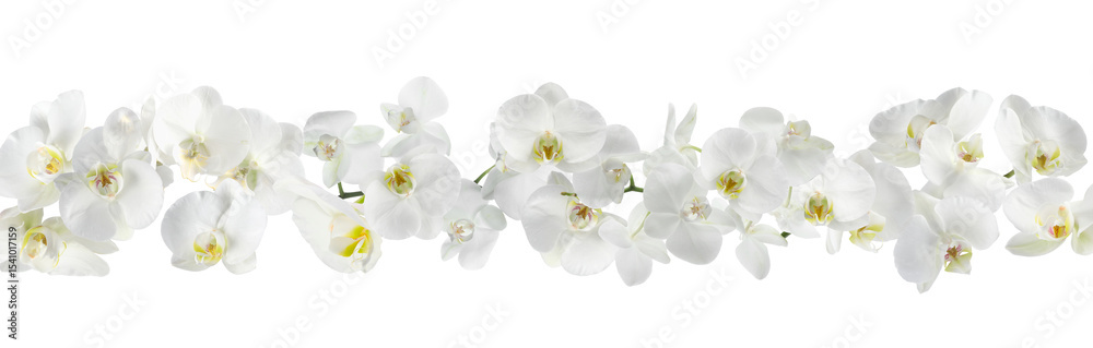 Fototapeta premium Beautiful orchid flowers on white background, banner design