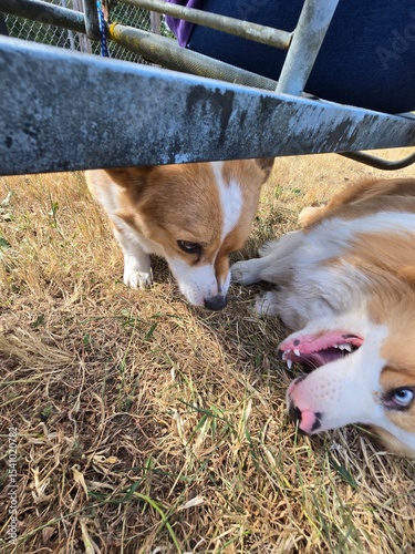 Corgi photobomb photo