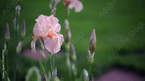 Beige pink iris, Cocoa Pink iris flower is blooming in the garden