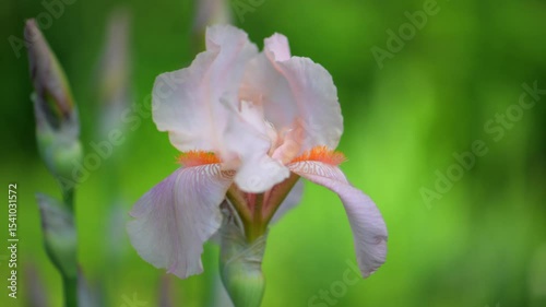 Beige pink iris, Cocoa Pink iris flower is blooming in the garden