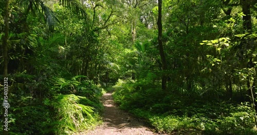 Path in lush green forest with lots of trees and leaves