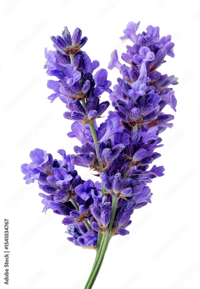 Fototapeta premium Lavender flower blooming nature garden botanical bright perspective cut out png