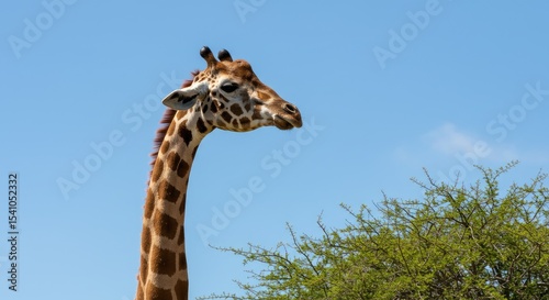 A giraffe's head and neck against a clear blue sky.  A portion of a bush is visible in the lower right quadrant