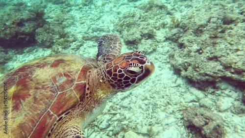 Sea turtle swimming gracefully over coral reef, showcasing vibrant marine life and underwater beauty, emphasizing ocean conservation concept