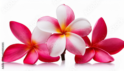 white red pink coior plumeria flower isolated on transparent