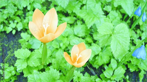 Two pale orange flowers amidst lush green foliage
