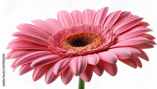 pink gerbera isolated on white background