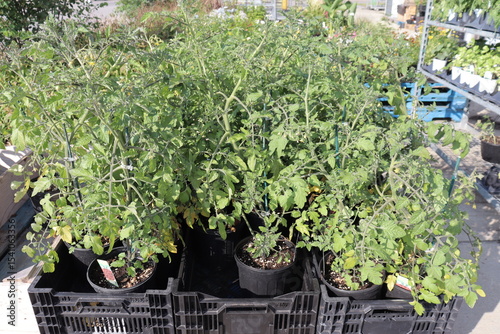 Tomato plants in an outdoor market and urban gardening in summer. Food and culture.