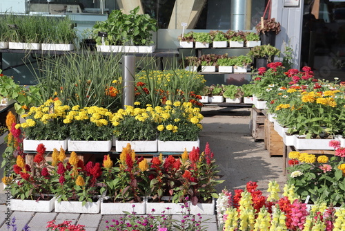 Flowers in pots in an outdoor market in summer. Outdoor activity in summer and gardening. Multicolor flowers in a market.