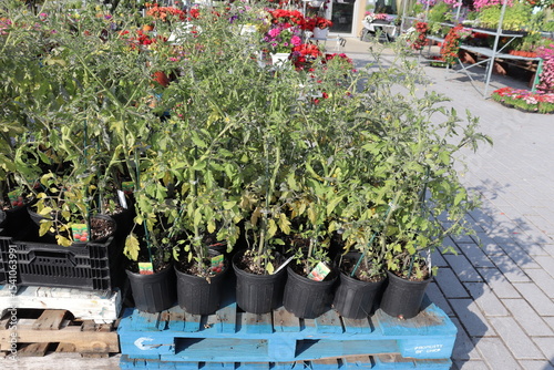 Tomato plants in an outdoor market and urban gardening in summer. Food and culture.
