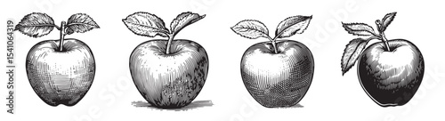 A collection of four vintage hand-drawn apples with leaves, showcasing intricate details in black and white. Perfect for nature lovers and culinary themes., set vector illustration