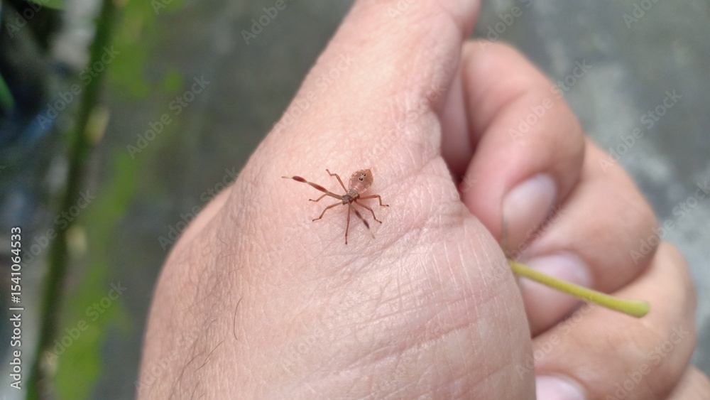 Obraz premium Coriomeris affinis is a species of true bug from the Coreidae family, commonly known as a leaf-footed bug. It has a brownish, camouflaged body with long antennae and is often found on grasses or shrub
