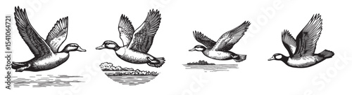 This vintage illustration showcases ducks in flight over a tranquil water scene. The detailed engravings highlight their wings and natural beauty., set vector illustration
