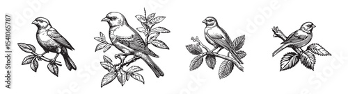 Explore a collection of vintage bird illustrations featuring various species perched on branches surrounded by leaves, perfect for nature enthusiasts or art lovers., set vector illustration