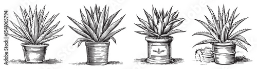 Vintage illustration showcasing various aloe vera plants in decorative pots. Ideal for gardening themes, health concepts, or nature-inspired designs., set vector illustration