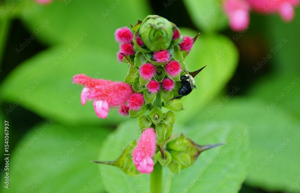 A bee gathers nectar from the vibrant pink flowers of Bolivian Sage. A bee gathers nectar from the vibrant pink flowers of Bolivian Sage.