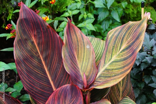 Variegated Canna Phasion Tropicana leaves, showcasing a stunning interplay of crimson, burgundy, and lime green hues.