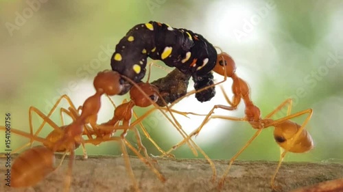 Natural Food ecosystem, the organism that hunts and kills other organisms for food is called a predator, and the organism that is hunted and killed is called the prey. 