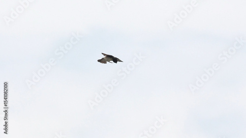 asian house martin