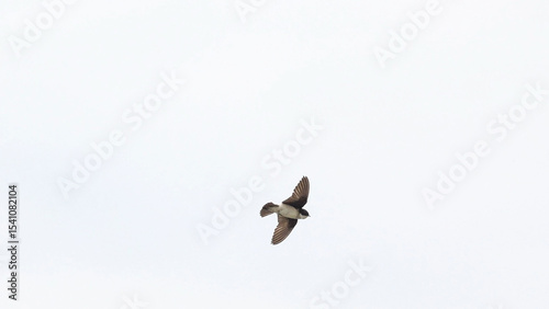 asian house martin