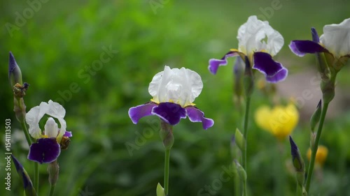 Iris flowers is blooming in the garden close up