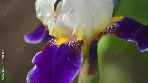 Iris flowers is blooming in the garden close up
