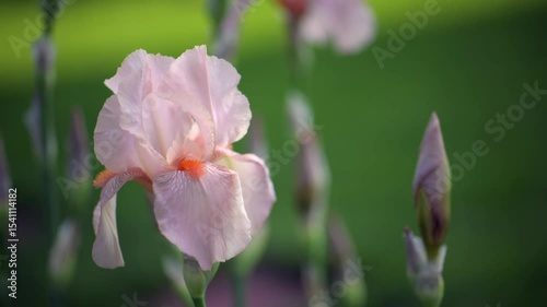 Beige pink iris, Cocoa Pink iris flower is blooming in the garden