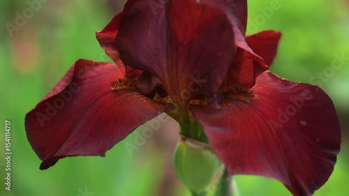 Iris flowers is blooming in the garden close up